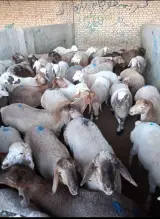 فروش گوسفند زنده نوین