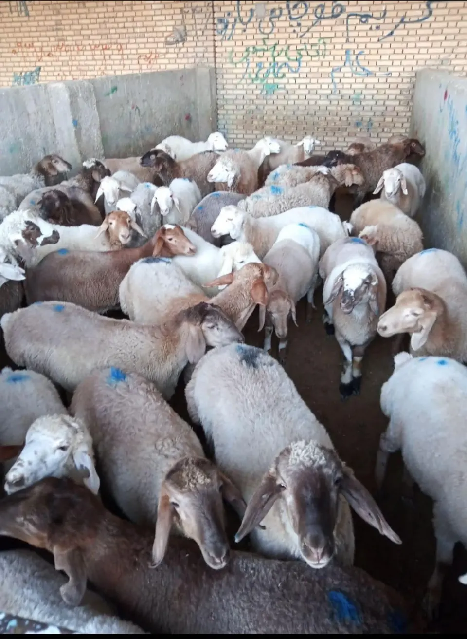 فروش گوسفند زنده نوین