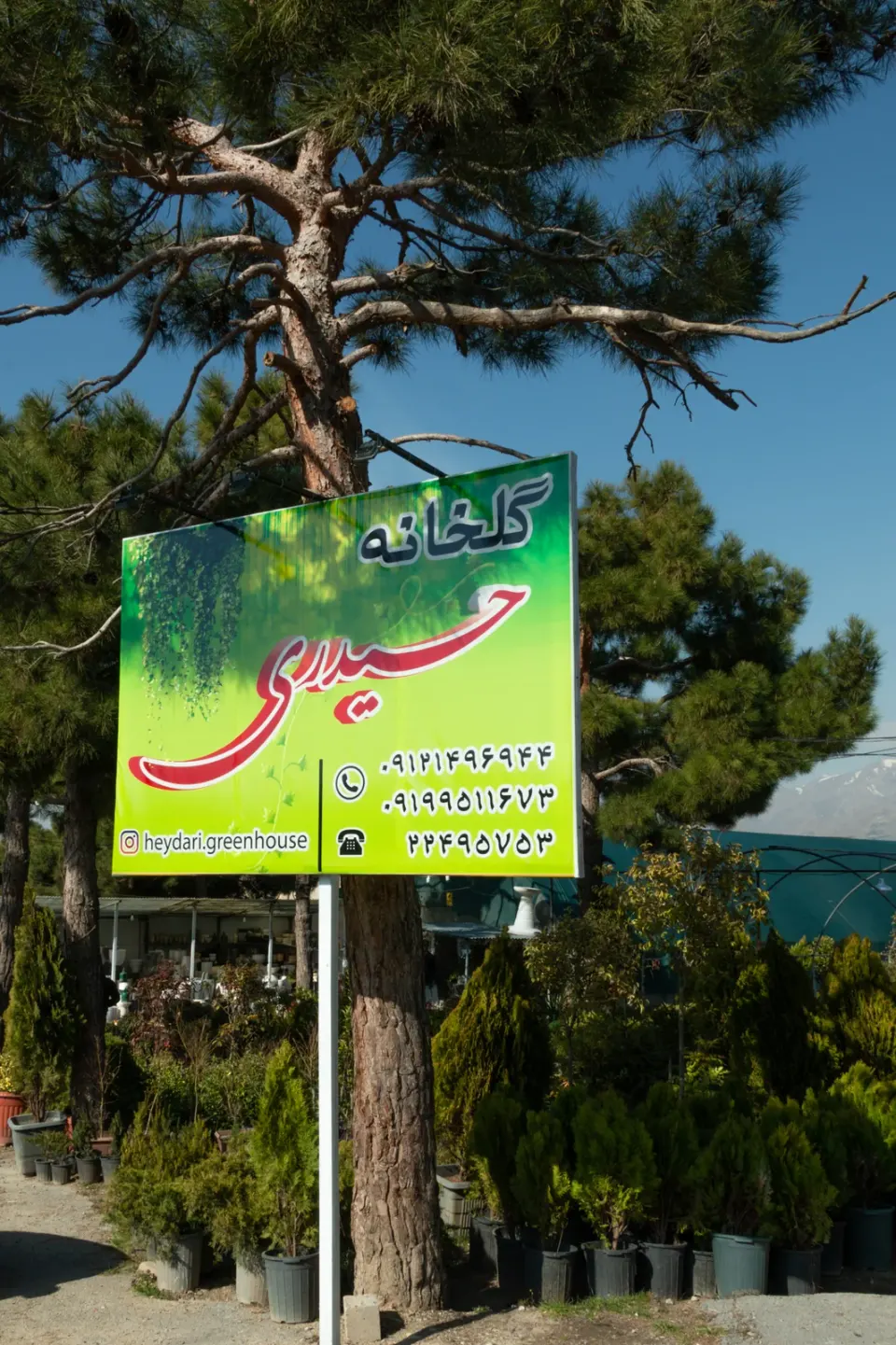 گلخانه و گل و گیاه حیدری