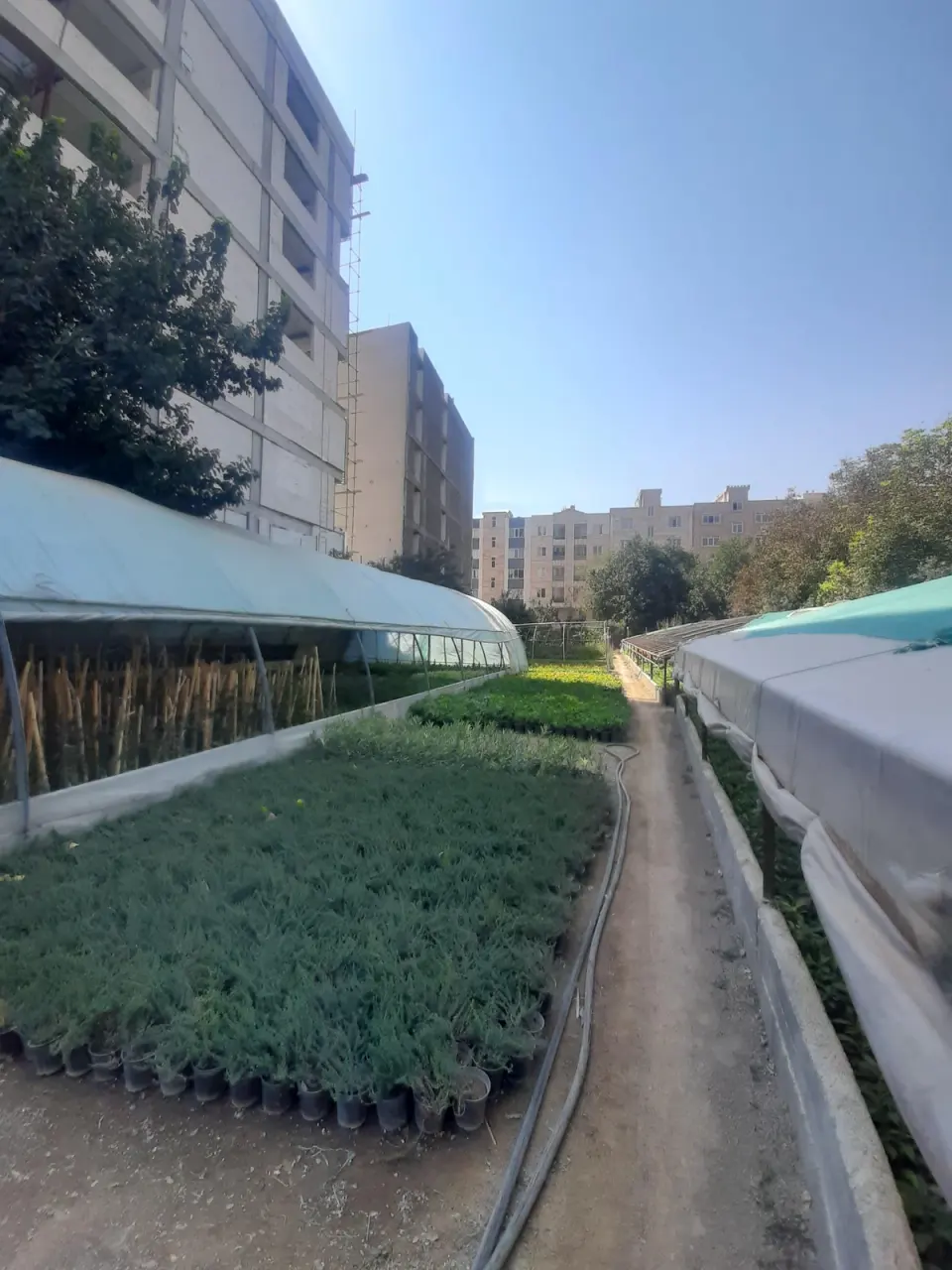 گلخانه حاج عباس توسلی