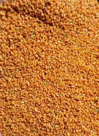 فروش انواع بذر کشاورزی در کبودرآهنگ