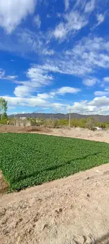 سبزی فروشی زارع