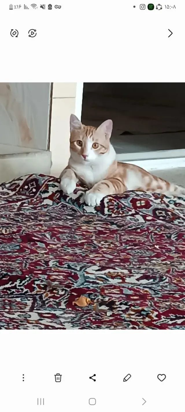 پانسیون خانگی گربه بلک مارک در شهرقدس