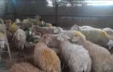 پخش گوسفند زنده امیری