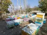 فروشگاه ارگانیک مینودر
