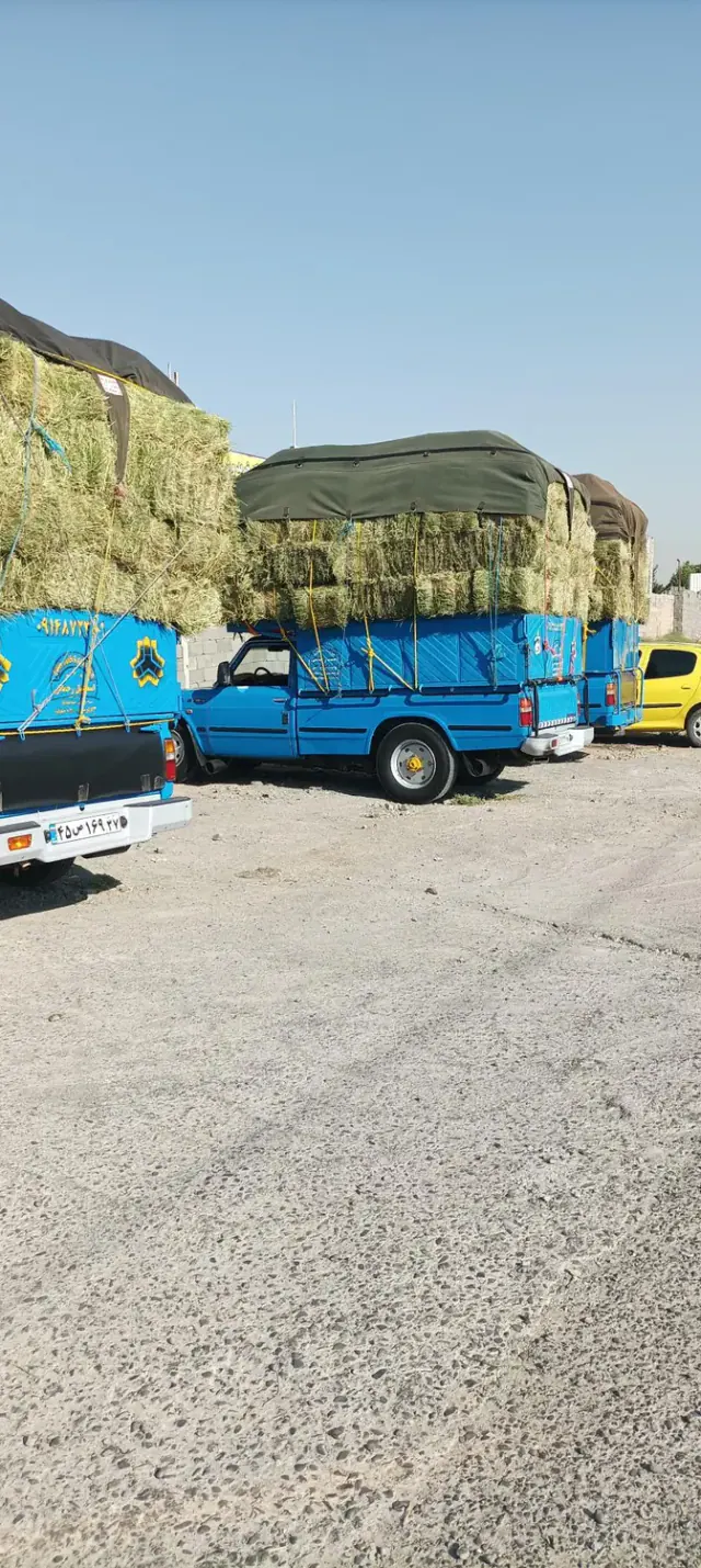 علوفه رضایی