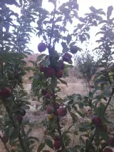 باغ میلاد آقایی