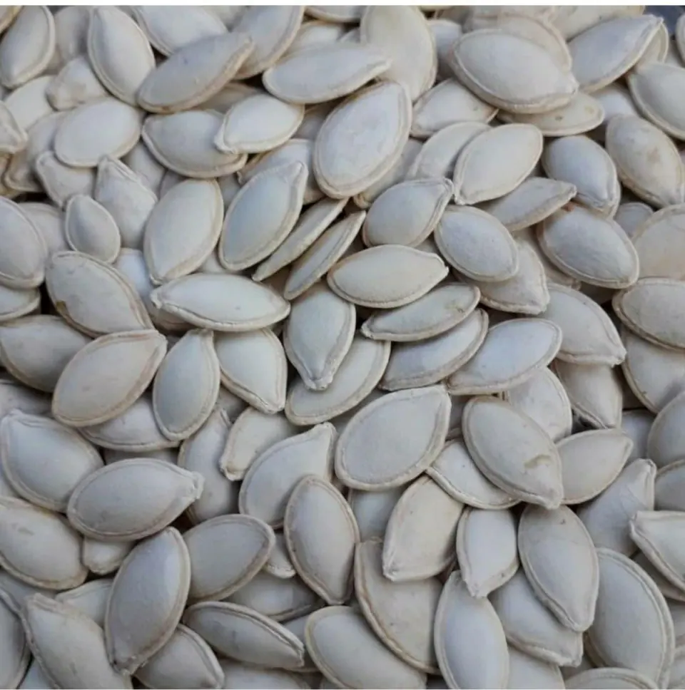 تخمه آفتابگردان خوی