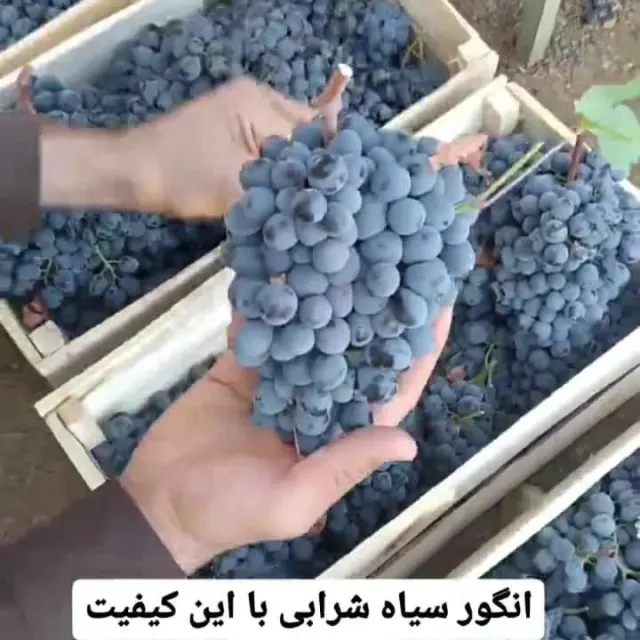 تره بار و انگور شانی دیم سردشت