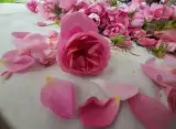گلاب و عرقیجات ارغوان