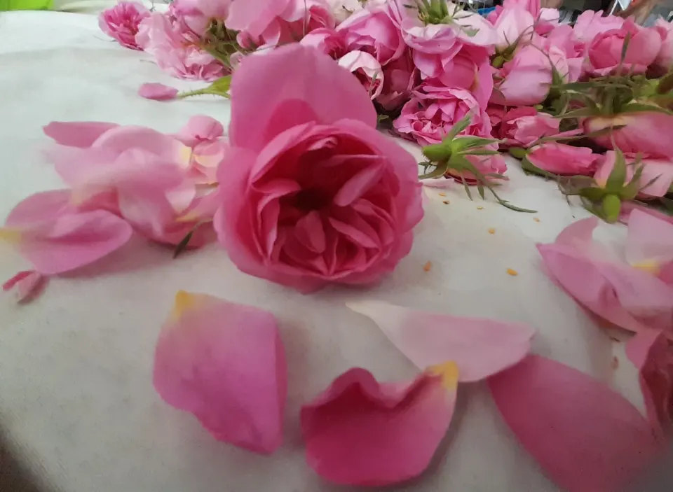 گلاب و عرقیجات ارغوان
