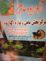 آکواریوم حلزون