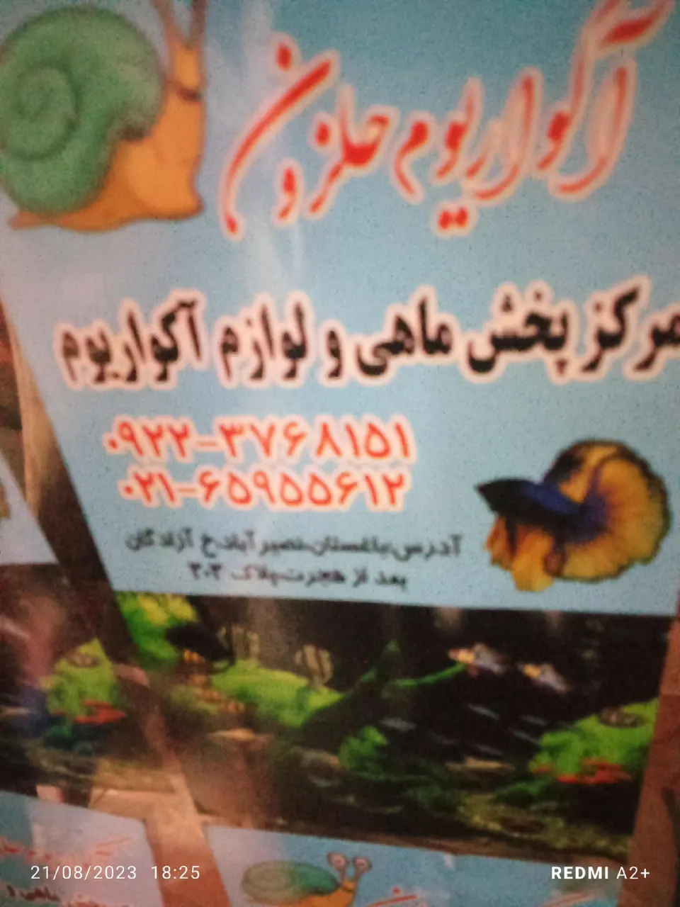 آکواریوم حلزون