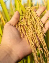 خرید برنج