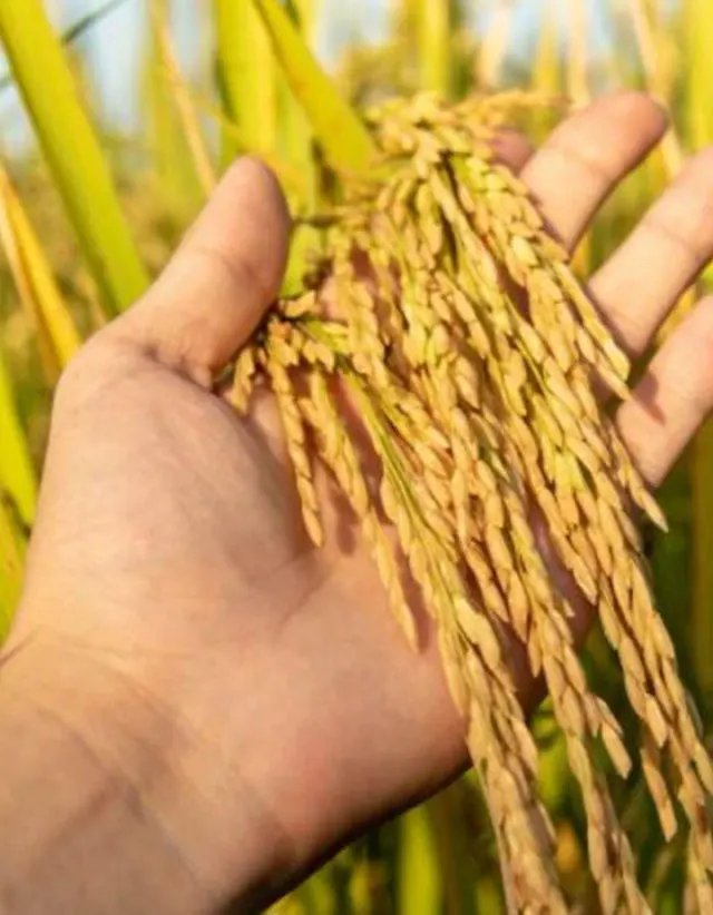 خرید برنج