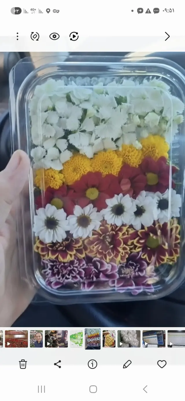 شرکت پخش میوه تره بار سانیار