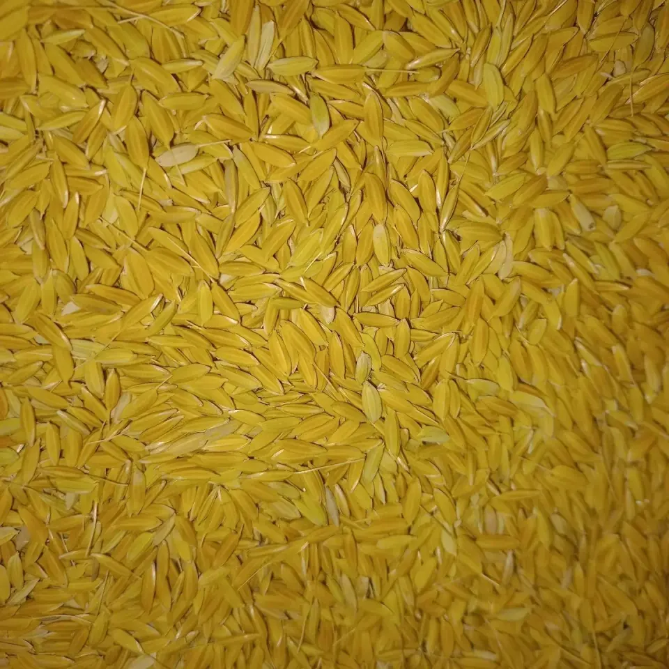 برنج چمپا میداوود و رامهرمزبامدیرت بوکان