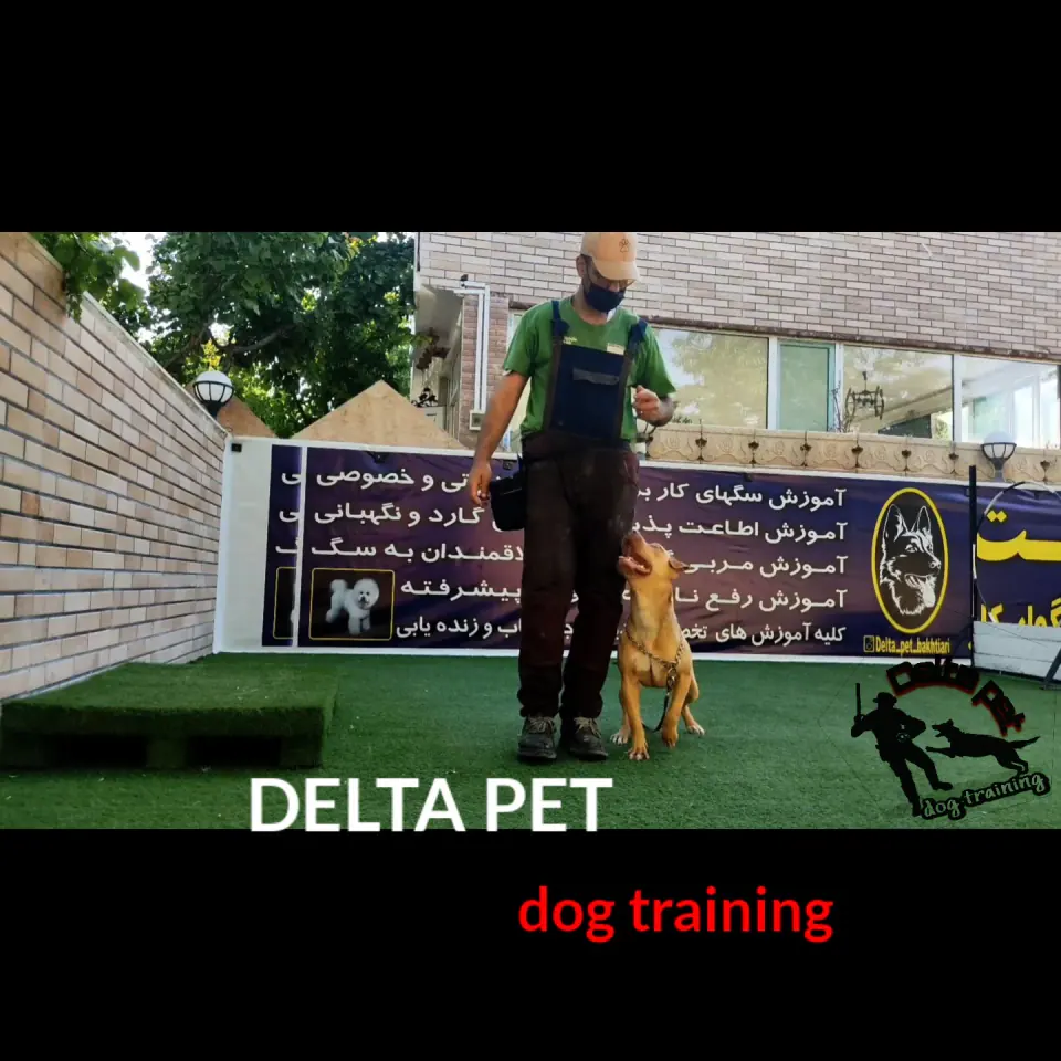آموزش و پانسیون سگ
