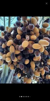 حلواسرای روشنکوه مهرداد