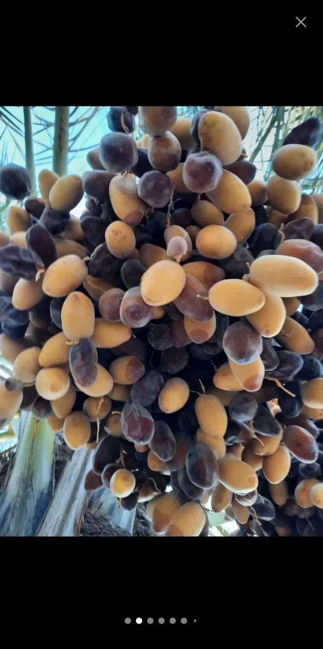 حلواسرای روشنکوه مهرداد