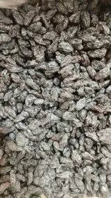 پخش مستقیم خشکبار نوروزی
