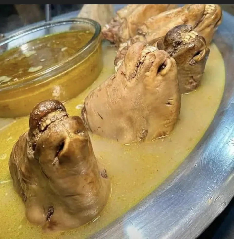 طباخی قوچ طلایی