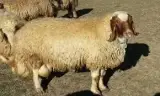 دامداری قهرمانی