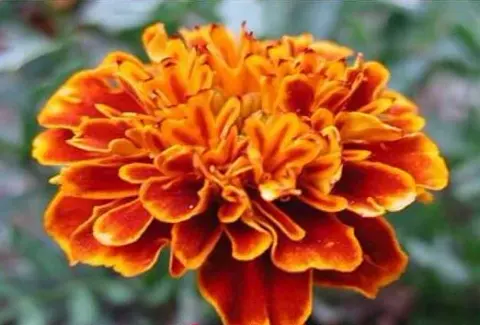 گلستان نوبخت