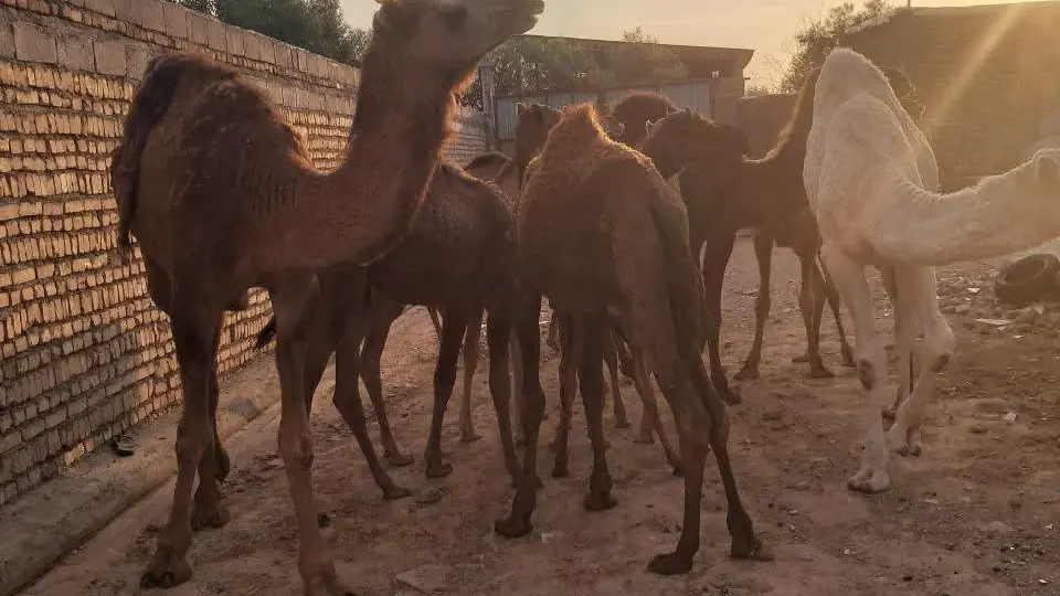 دامداری مه آبادی