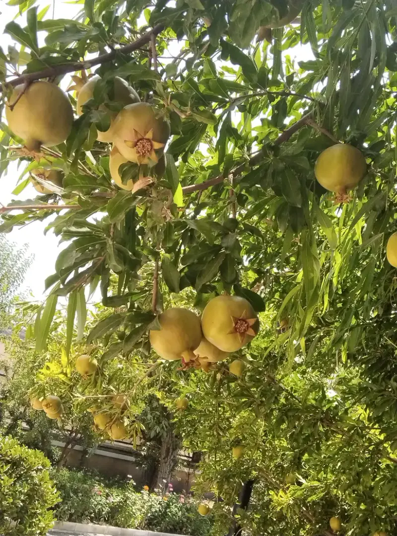 مجتمع مسکونی گلستان