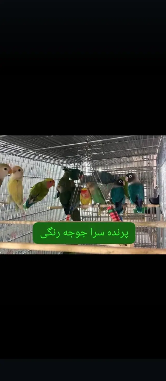 پرنده سرا جوجه رنگی