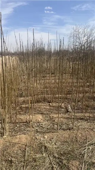 فروش نهال زبان گنجشک