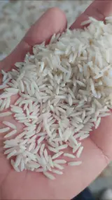 برنج صدری هاشمی میانه