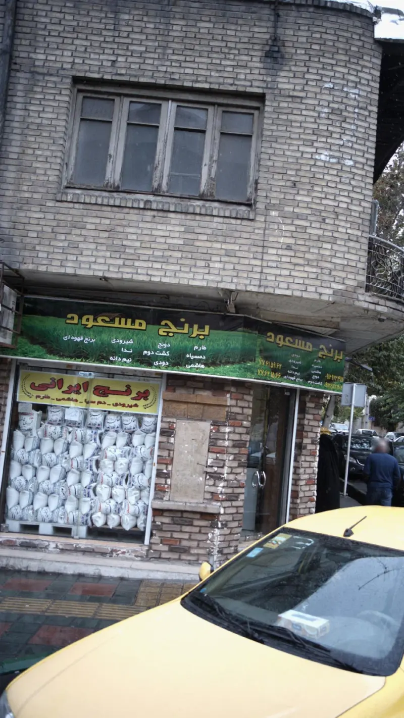 برنج مسعود