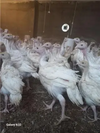 فروش جوجه بوقلمون بیوتی گوشتی جوجه غاز