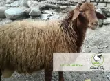 گوسفند زنده
