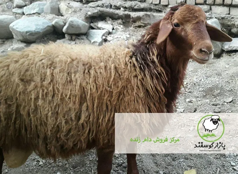 گوسفند زنده