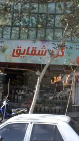 گل شقایق