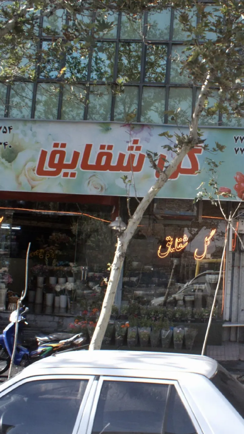 گل شقایق