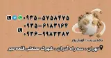 شرکت کارتن سازی آذر گستر