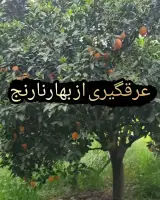 عرقیات آقای گلاب