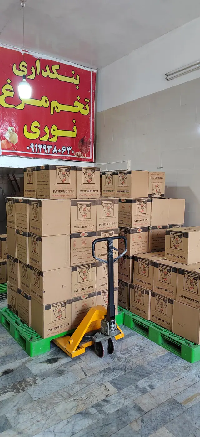 بنکداری تخم مرغ نوری