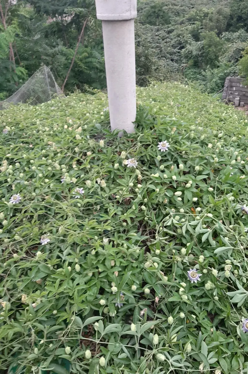 باغ میوه کاظمی