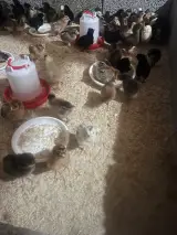 مسدرن جوجه