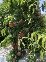باغ سعید ملکی