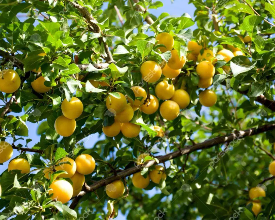 باغ خانوادگی حسین زاده