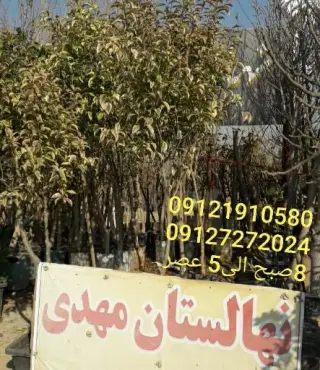 نهالستان مرکزی مهدی