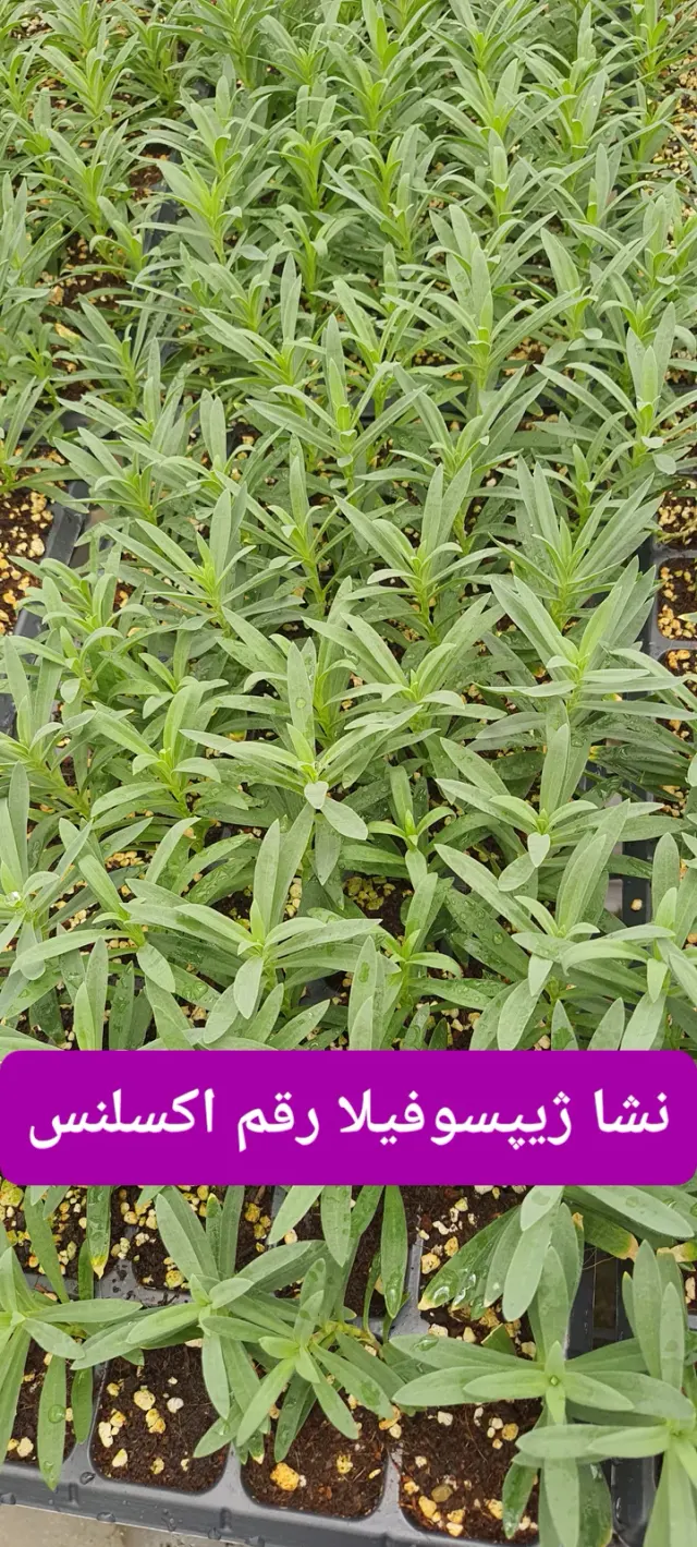 شرکت زیست فناوران ماهان کشت