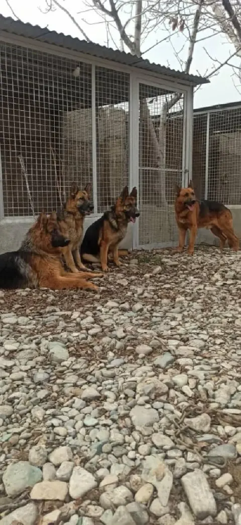 دهکده حیوانات Nil pets club