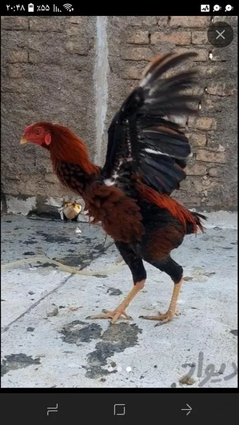 پرنده سرای طاها